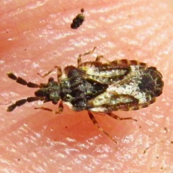 Aradus depressus